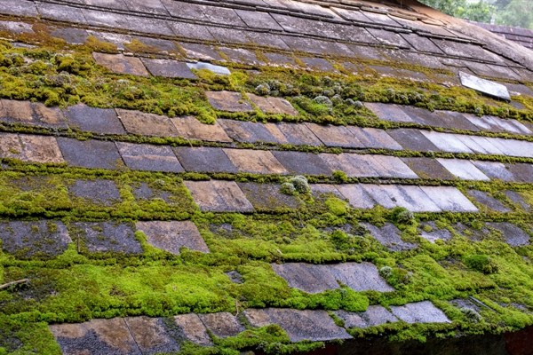 Roof tiles with moderate moss build-up