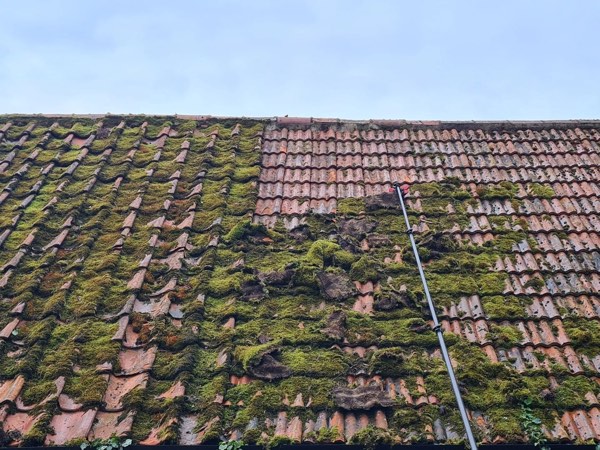Heavy moss and lichen coverage across roof tiles