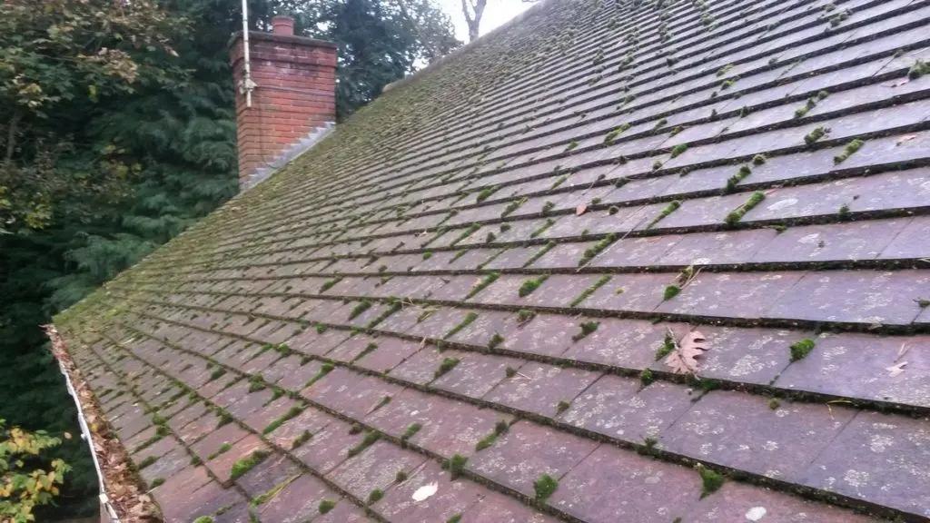 Close-up of roof tiles with early light moss patches